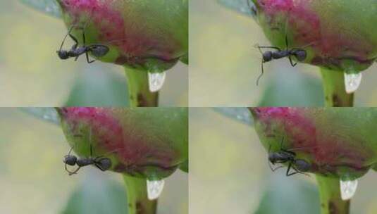 芍药花苞下的蚂蚁，微距升格特写高清在线视频素材下载