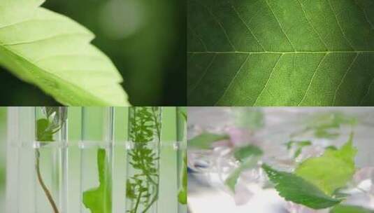安全植物萃取草本精华研发纯天然绿色护肤高清在线视频素材下载