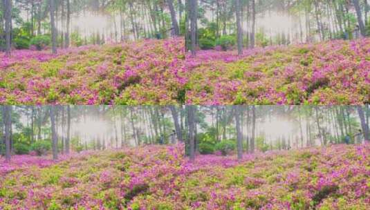 杭州临平公园春天满山遍野迎春杜鹃花映山红高清在线视频素材下载