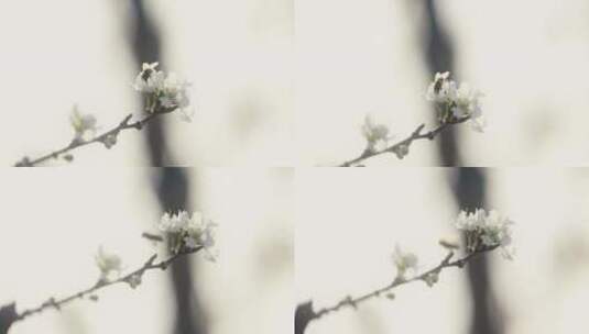 蜜蜂在模糊背景的白花上授粉高清在线视频素材下载