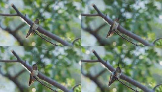 一只蜂鸟栖息在树枝上高清在线视频素材下载
