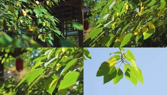 秋色 秋天 秋叶 秋天落叶 秋天风景立秋高清在线视频素材下载