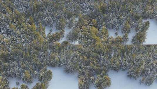 航拍松林飘雪高清在线视频素材下载