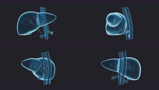 具有全息效应的肝脏器官循环旋转高清在线视频素材下载