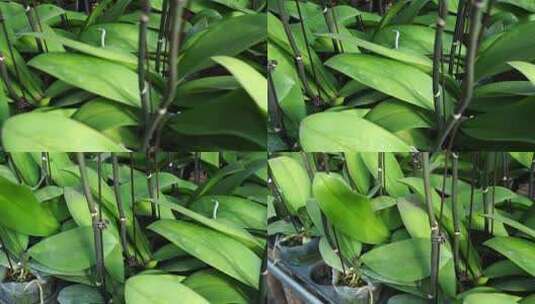 绿叶 叶脉 植物 自然 清新 绿色高清在线视频素材下载