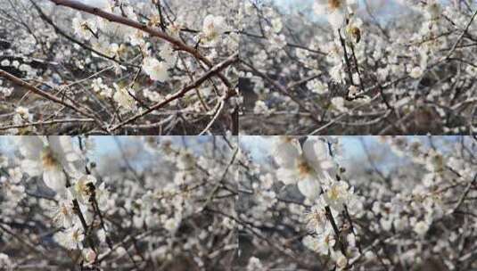 中国广东省广州市从化区广州流溪梅花节高清在线视频素材下载