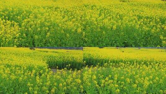 大片黄色油菜花田自然风光全景高清在线视频素材下载