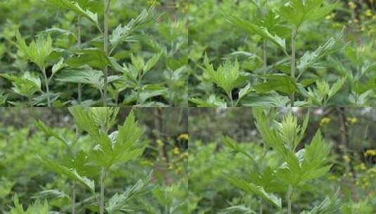 茂盛的艾草艾叶植物景观高清在线视频素材下载