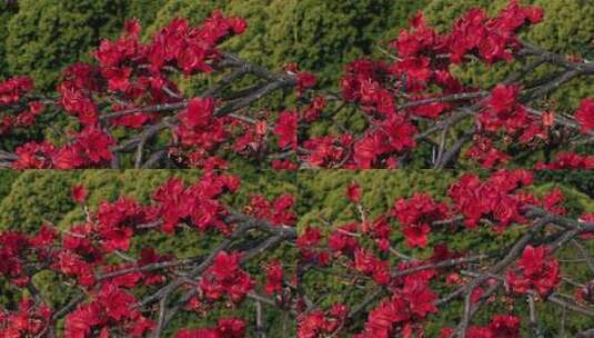 盛开的红色木棉花特写高清在线视频素材下载