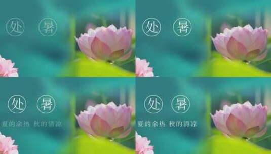 处暑片头高清AE视频素材下载