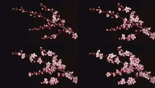 梅花开花，花朵，早开花高清在线视频素材下载