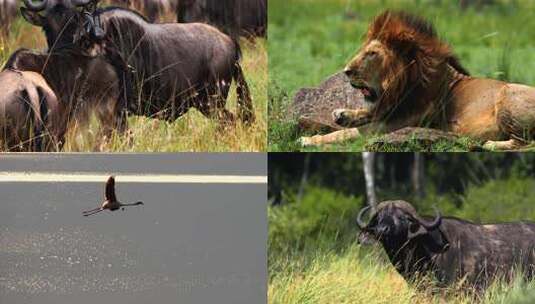 非洲肯尼亚野生动物高清在线视频素材下载