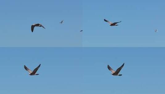 慢动作海鸥翱翔蓝色海面碧海蓝天海鸥飞翔高清在线视频素材下载