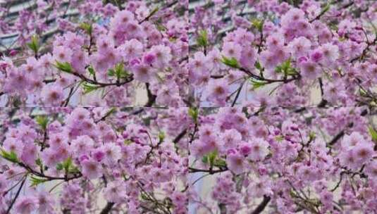 粉色的樱花花朵美景景色自然风景自然风光高清在线视频素材下载