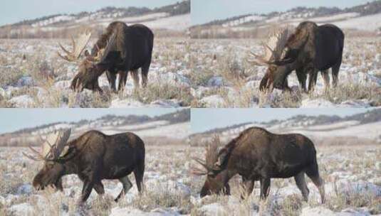 驼鹿，角，雪，吃高清在线视频素材下载