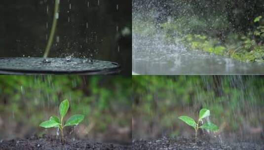 雨水浸润谷雨幼苗在阳光下成长浇灌幼苗高清在线视频素材下载