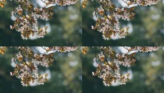 初春公园里盛开的樱花树高清在线视频素材下载