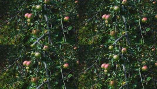 结满苹果的苹果树高清在线视频素材下载