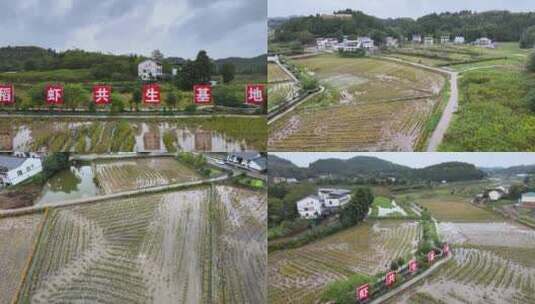 4k航拍全国文明村 稻虾共生基地乡村振兴高清在线视频素材下载