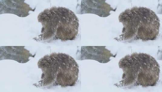 猕猴雪地中吃雪高清在线视频素材下载