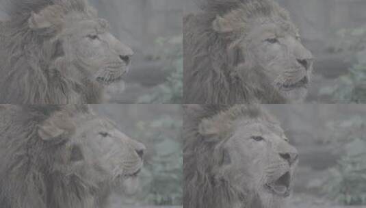 狮子吼叫睡觉打盹Slog3未调色灰度视频高清在线视频素材下载