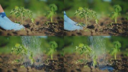 一个女人种植卷心菜幼苗高清在线视频素材下载