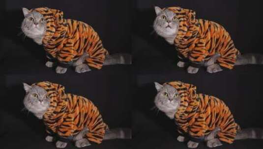 穿着老虎条纹衣服的小猫高清在线视频素材下载