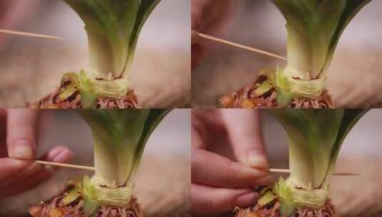 拆分水果凤梨菠萝叶子高清在线视频素材下载