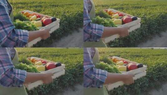 女人搬着新鲜的蔬菜走在田野里高清在线视频素材下载