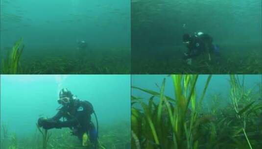 潜水员在深海种植鳗鱼草高清在线视频素材下载