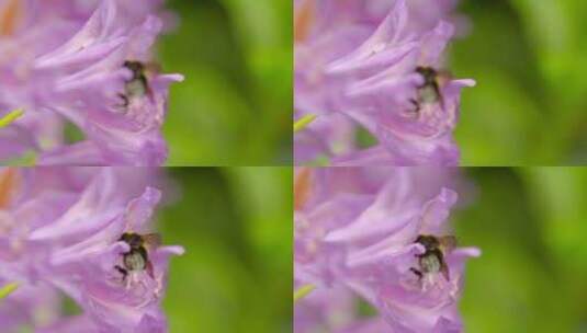 大黄蜂在采花蜜高清在线视频素材下载