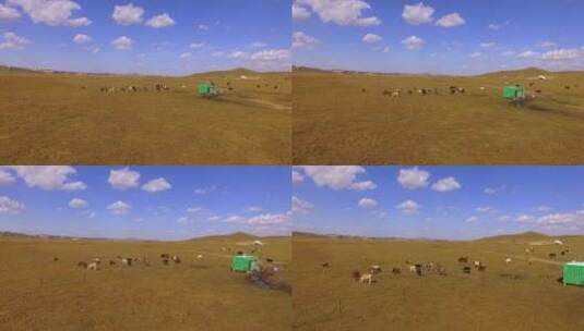 航拍乌兰布统草原秋色牧场上的牛群高清在线视频素材下载