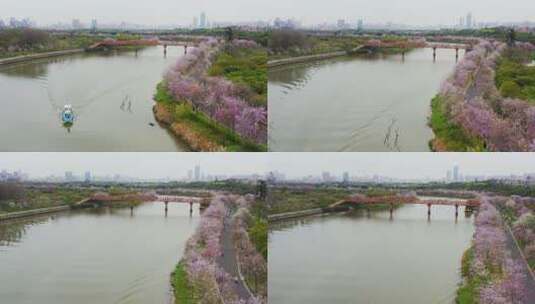 广州海珠湿地紫荆花高清在线视频素材下载