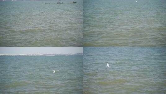 公园海边浪花海鸥白鹭高清在线视频素材下载