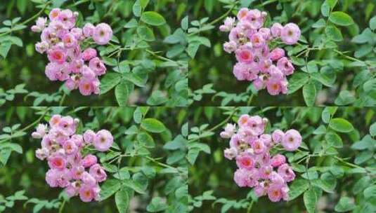 盛开的蔷薇花高清在线视频素材下载