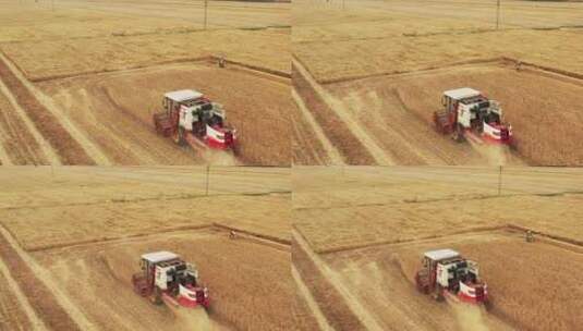 收割成熟的小麦高清在线视频素材下载