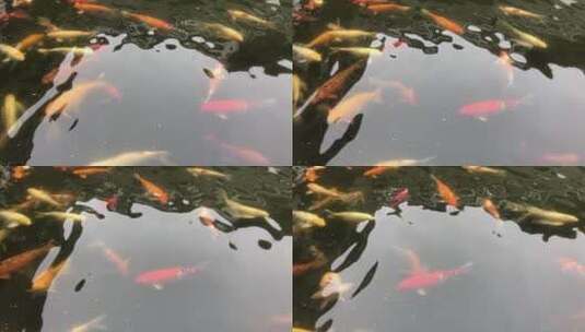 鱼池里的锦鲤高清在线视频素材下载