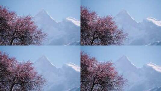 雪山下的桃花高清在线视频素材下载
