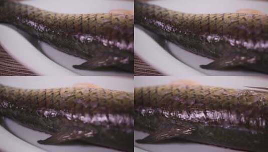 新鲜食材草鱼高清在线视频素材下载