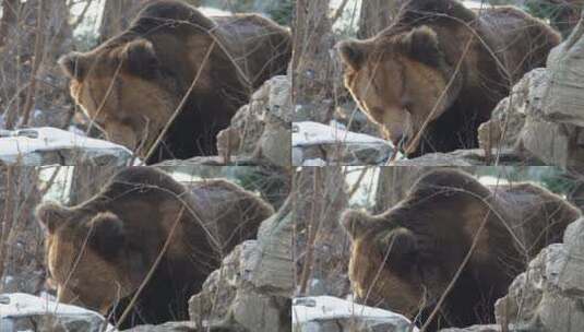 棕熊黑熊狗熊野生动物保护动物高清在线视频素材下载
