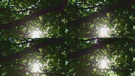 唯美森林中阳光下的树叶影子与阳光空镜高清在线视频素材下载