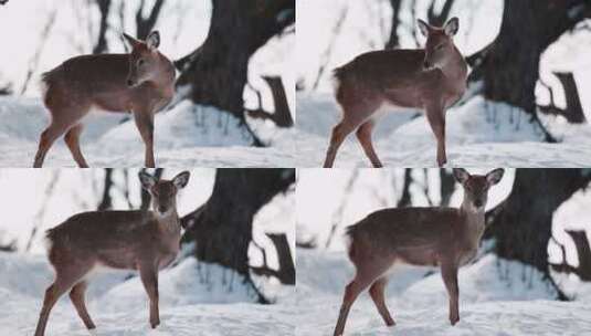 东北吉林冬季野生小鹿慢动作升格拍摄高清在线视频素材下载