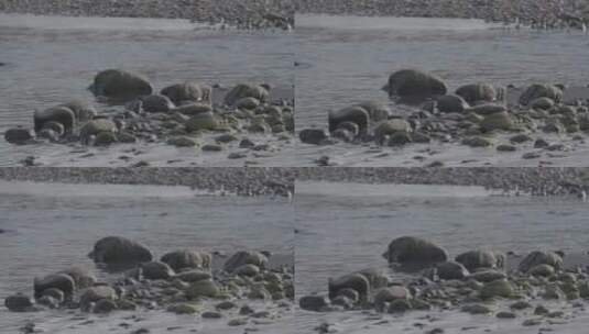 东北春季开河捕鱼的鸭子高清在线视频素材下载