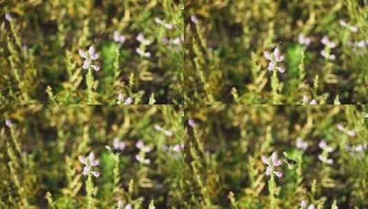 蜂鸟鹰蛾在花周围采花蜜高清在线视频素材下载