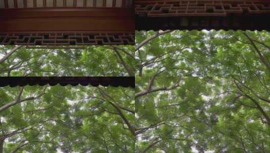 空镜头仰望天空中的绿叶和古建高清在线视频素材下载