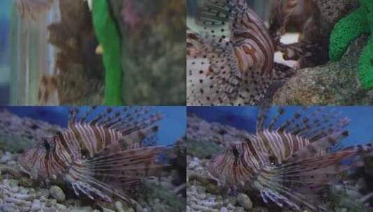【镜头合集】蓑鲉狮子鱼深海鱼类观赏鱼高清在线视频素材下载