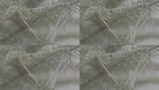 雾凇日出冬季风景高清在线视频素材下载
