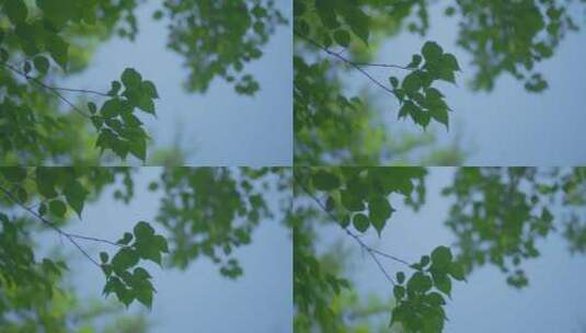 4k树叶吹动空镜头通用素材高清在线视频素材下载