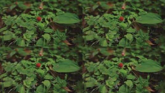 野果 野草莓高清在线视频素材下载