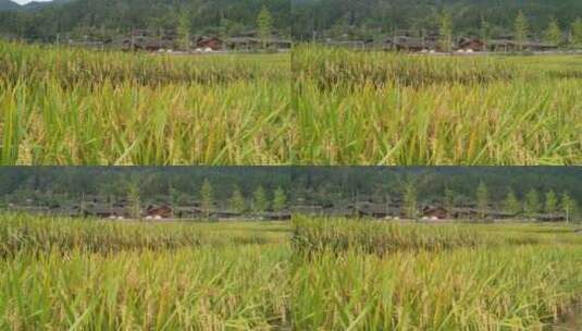 丰收的水稻高清在线视频素材下载